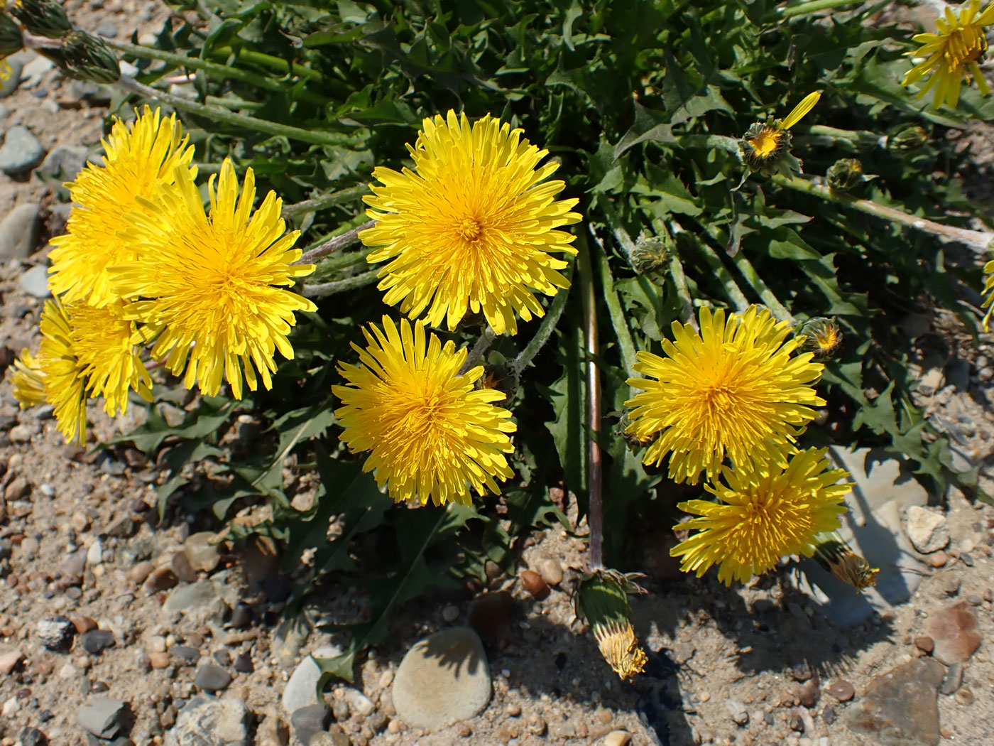 Изображение особи Taraxacum ussuriense.