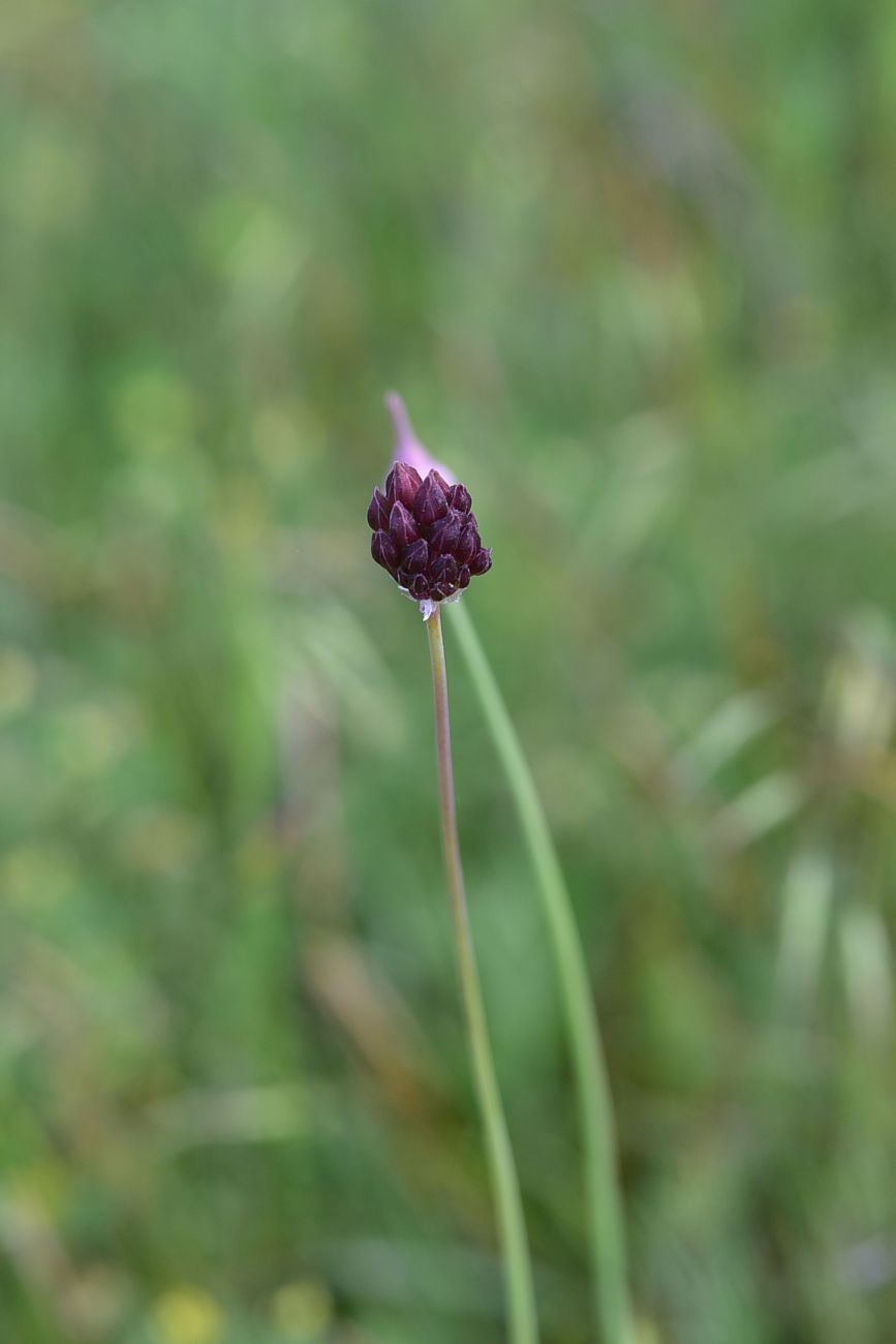 Image of genus Allium specimen.