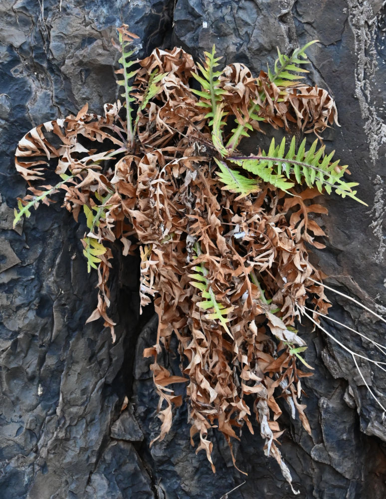 Image of Sonchus ustulatus specimen.