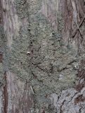 Hypogymnia farinacea. Таллом на стволе. Крым, Севастополь, Байдарская дол., шибляк вдоль р. Узунджа. 19.08.2026.