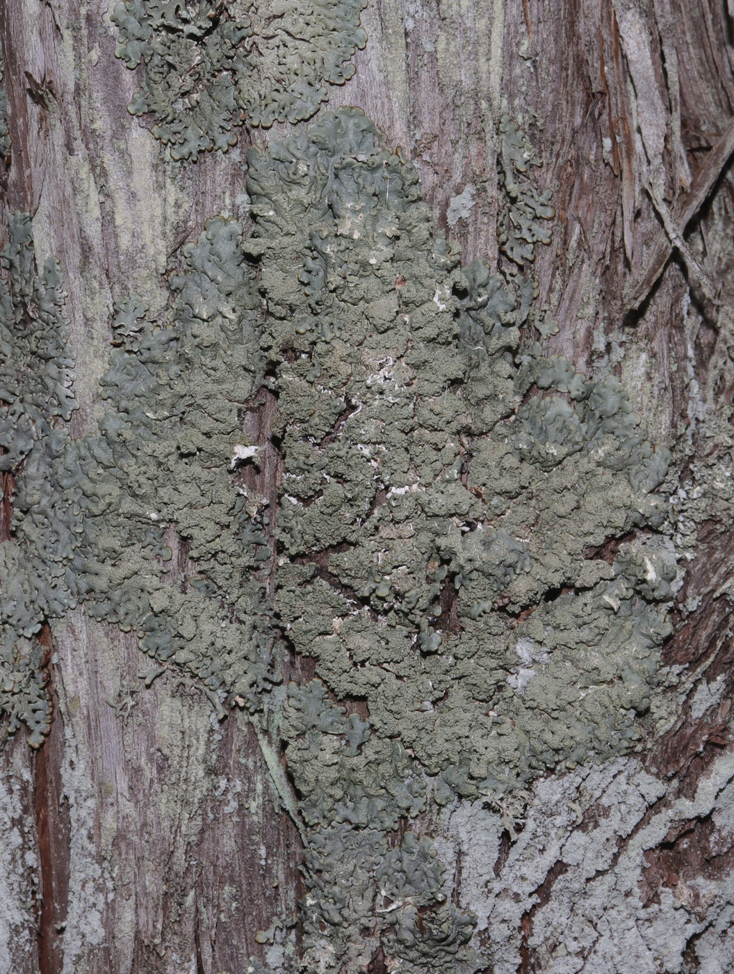 Image of Hypogymnia farinacea specimen.
