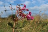 Impatiens glandulifera. Верхушка побега с соцветием с цветками и плодами. Беларусь, Витебская обл., окр. пос. Езерище, суходольный луг по залежи, у обочины просёлочной дороги. 15.07.2026.