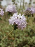 genus Ziziphora. Соцветие. Таджикистан, Согдийская обл., Айнинский р-н; Памиро-Алай, Фанские горы, подножье горы Сарытаг, ≈ 2440 м н.у.м., щебнистый склон. 27 июня 2026 г.