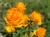 Trollius asiaticus. Цветки. Окр. Томска. 28 мая 2005 г.