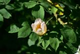 genus Rosa. Цветок и листья. Турция, ил Артвин, окр. храма Отхта, луг. 13 июня 2026 г.