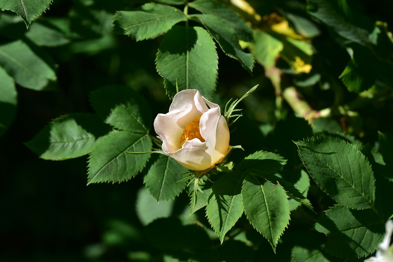 Изображение особи род Rosa.