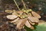 Acer pseudoplatanus. Соплодие. Узбекистан, г. Ташкент, Ботанический сад им. Ф.Н. Русанова, в культуре. 05.10.2026.