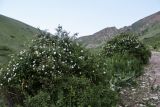 Rosa beggeriana