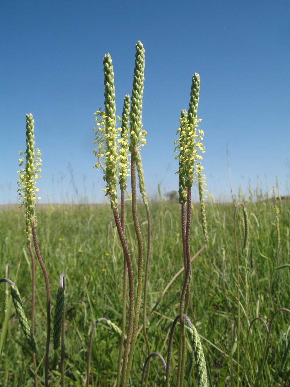 Image of Plantago salsa specimen.
