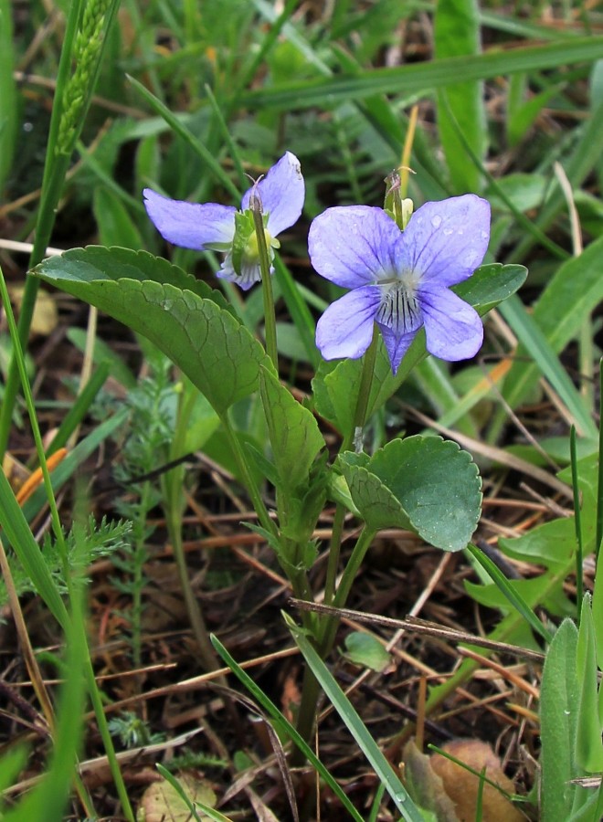 Image of Viola canina specimen.