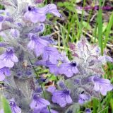 Ajuga multiflora. Цветущие растения. Приморский край, Уссурийский ГО, окр. с. Монакино, луг. 25.05.2008.