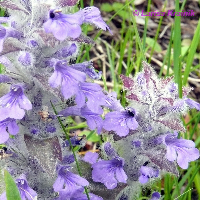 Изображение особи Ajuga multiflora.