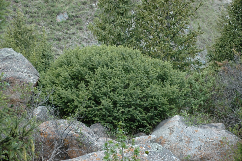 Image of Picea schrenkiana specimen.