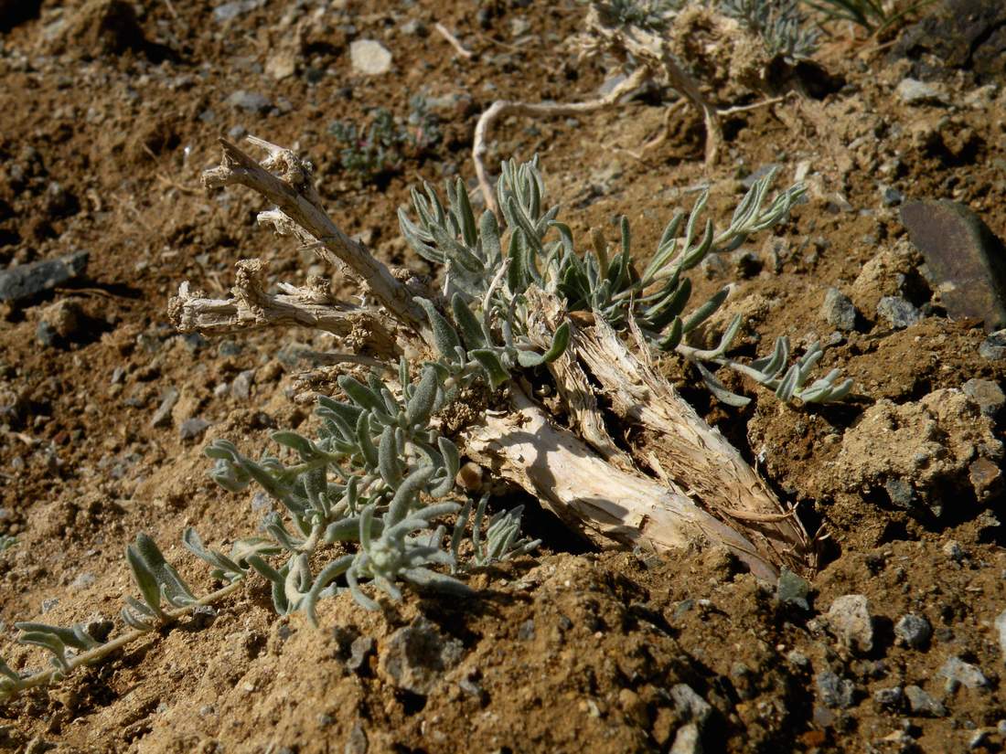 Image of Krascheninnikovia ceratoides specimen.