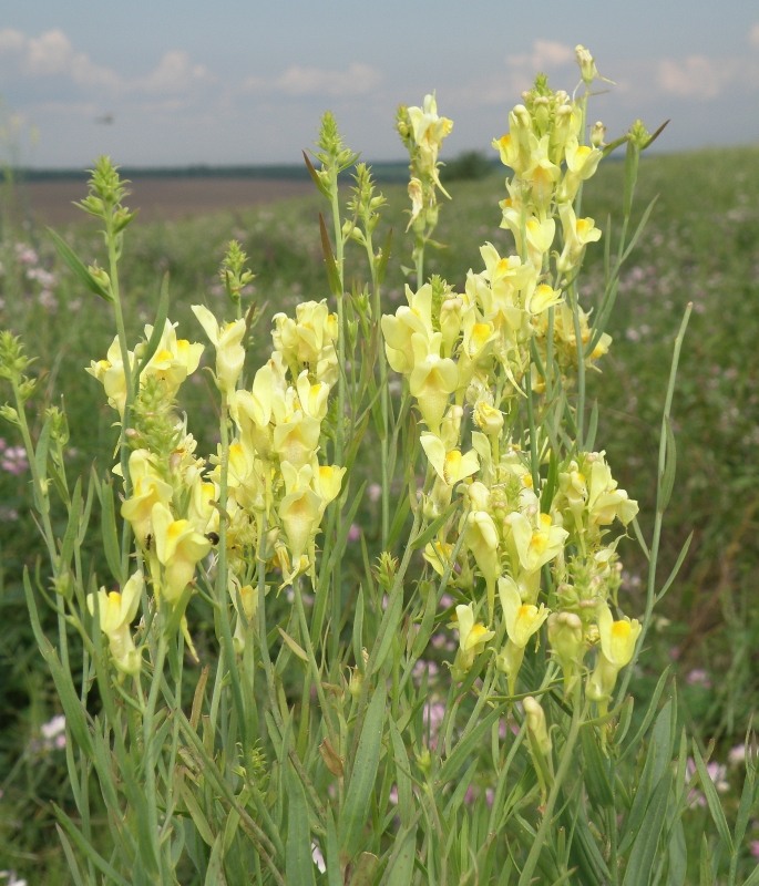 Image of Linaria biebersteinii specimen.