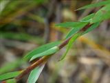 Linaria syspirensis. Нижняя часть побега. Южный берег Крыма, лес возле Понизовки. 2 июля 2011 г.