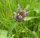 Prunella vulgaris