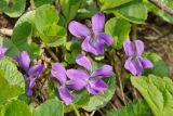 genus Viola. Цветущее растение. Республика Карачаево-Черкесия, Домбай, верховья долины р. Аманауз, 2200 м н.у.м. 06.07.2011.