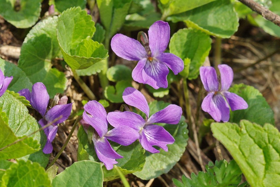 Image of genus Viola specimen.