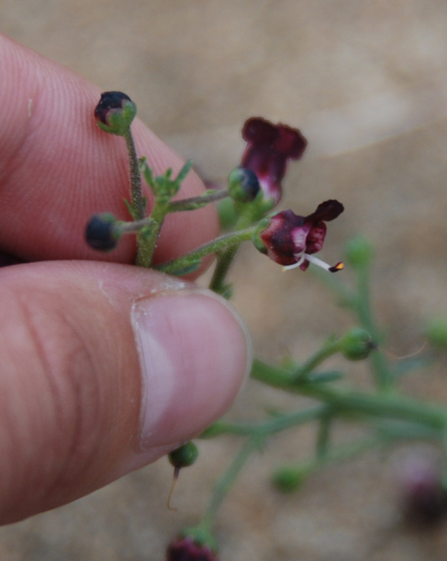 Изображение особи Scrophularia incisa.