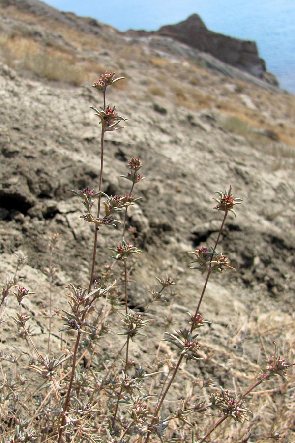 Image of Pyankovia brachiata specimen.