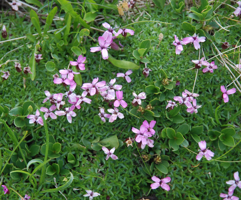 Изображение особи Silene acaulis.