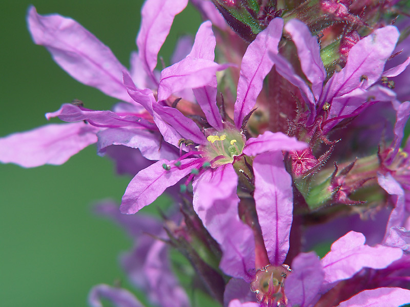 Image of Lythrum salicaria specimen.