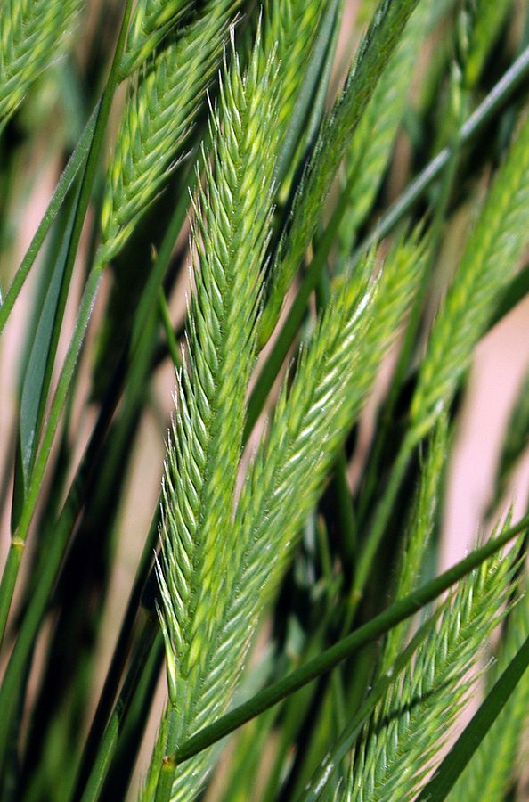 Image of Agropyron desertorum specimen.