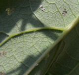 Arctium tomentosum. Часть листа (нижняя сторона). Ростовская обл., Куйбышевский р-н, окр. с. Лысогорка, на берегу реки. 17.07.2011.