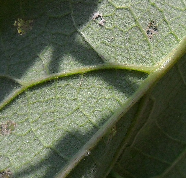 Изображение особи Arctium tomentosum.