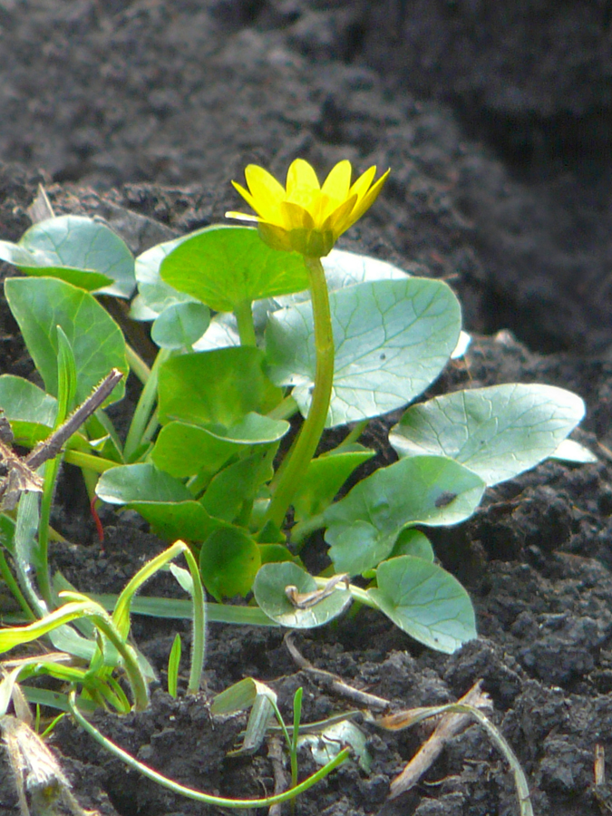 Image of Ficaria verna specimen.