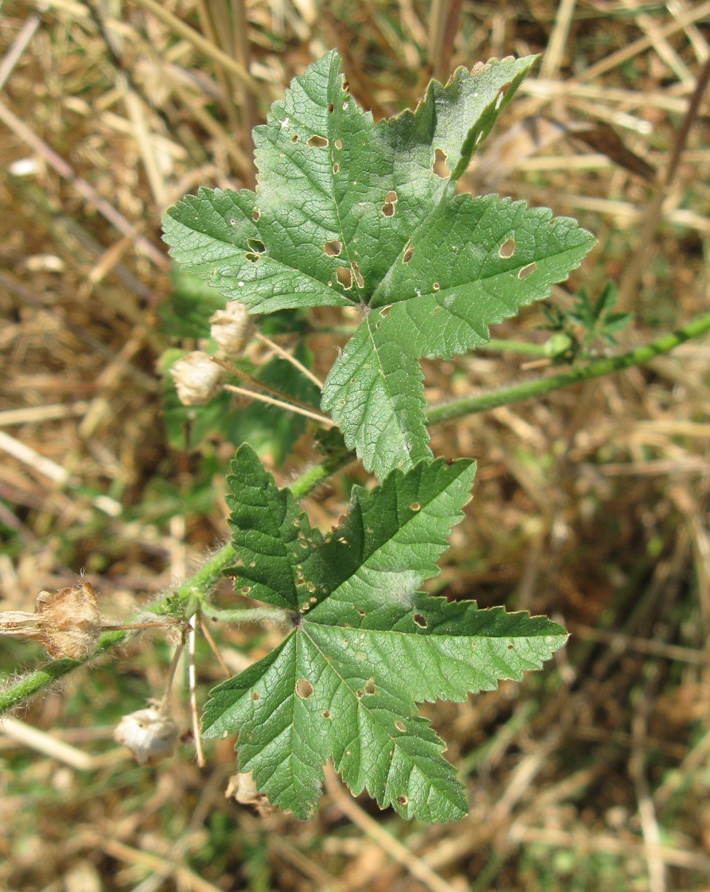 Image of Malva erecta specimen.