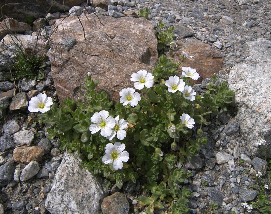 Изображение особи Cerastium undulatifolium.