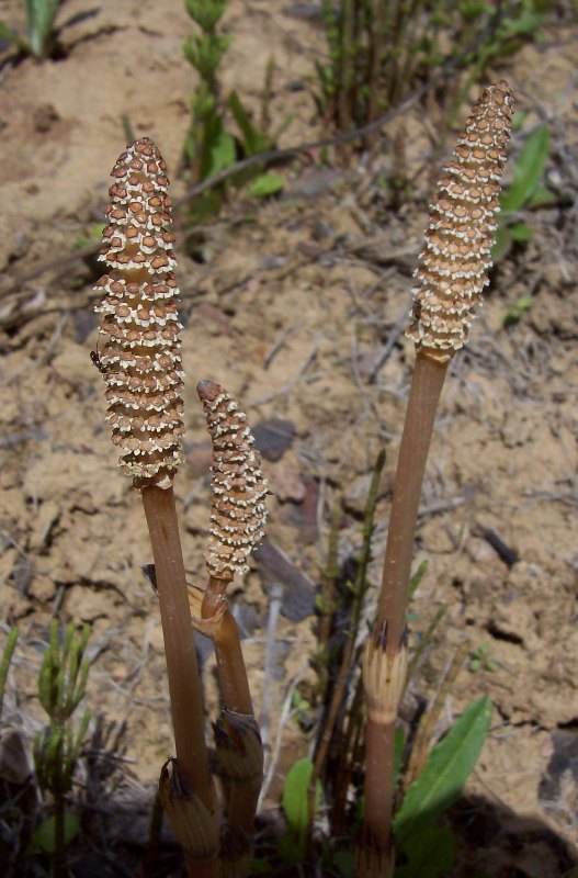 Image of Equisetum arvense specimen.