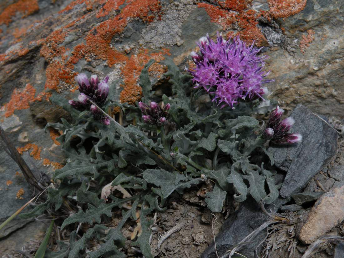 Image of Saussurea pricei specimen.