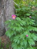 Paeonia anomala