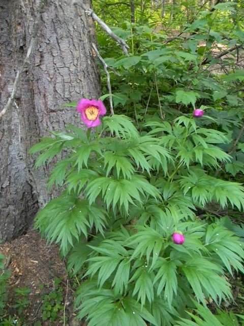 Изображение особи Paeonia anomala.