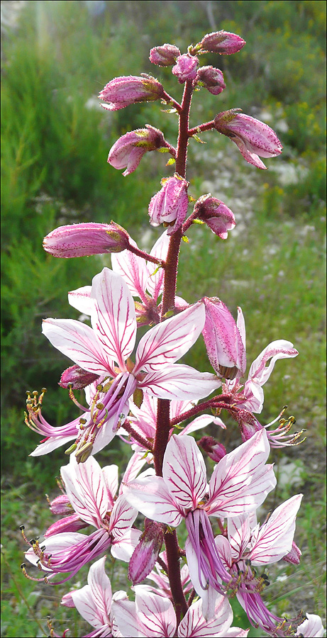 Изображение особи Dictamnus caucasicus.