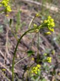 Draba nemorosa