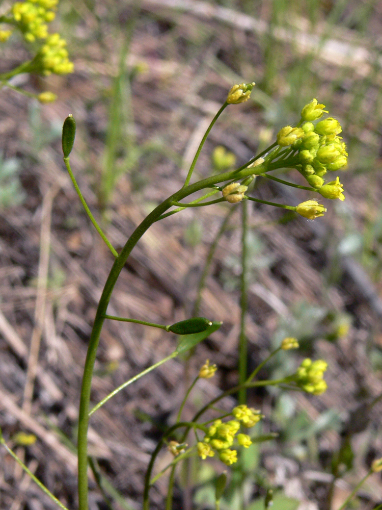Image of Draba nemorosa specimen.