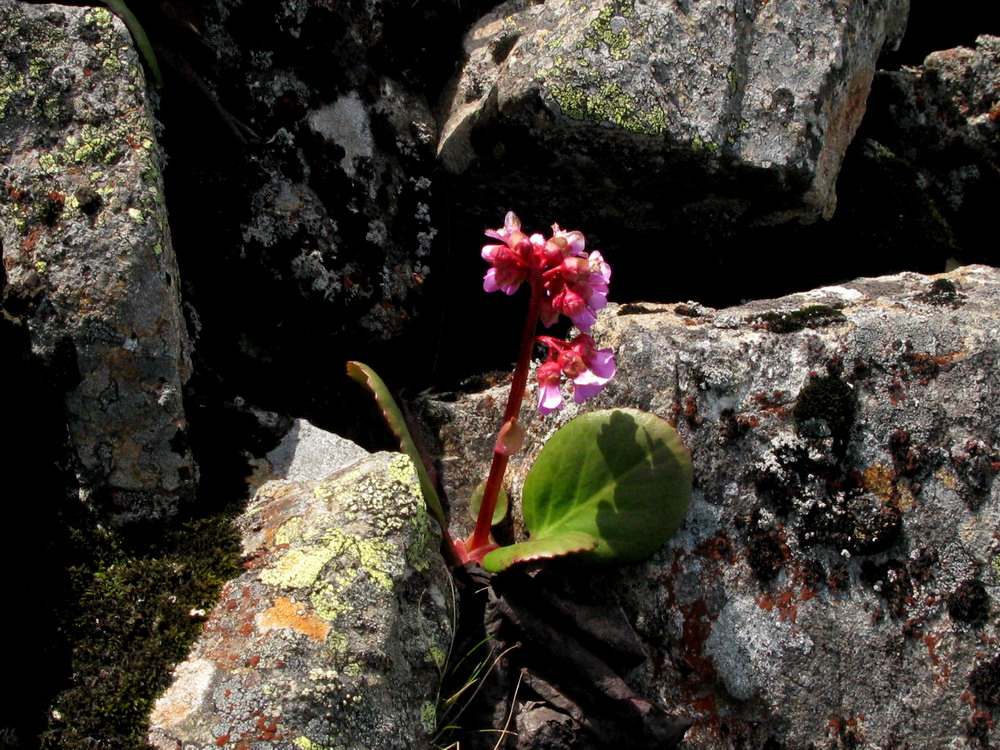 Image of Bergenia crassifolia specimen.