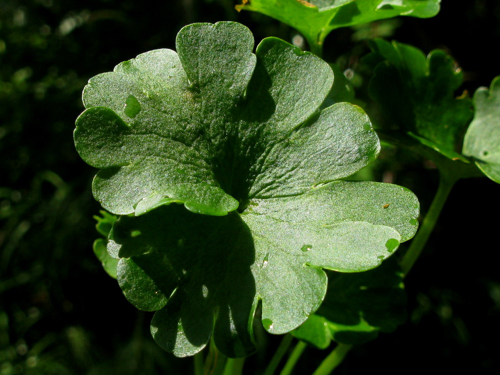 Image of Chrysosplenium nudicaule specimen.