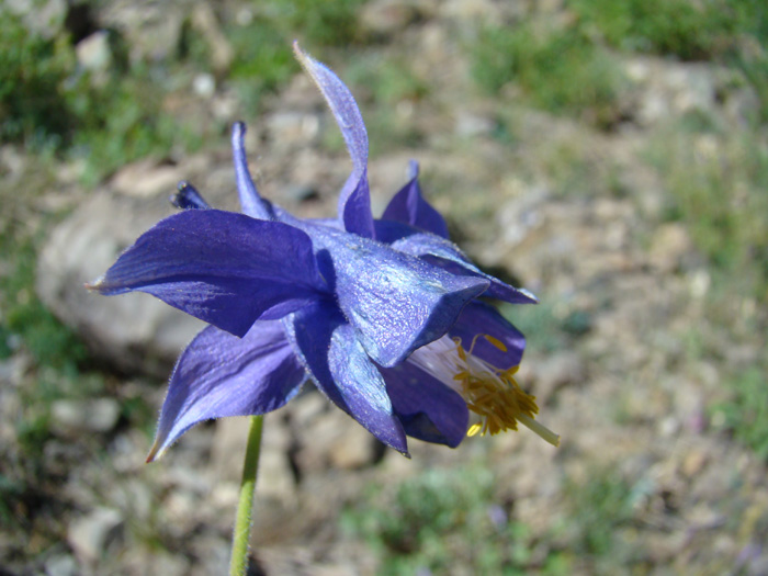 Изображение особи Aquilegia lactiflora.