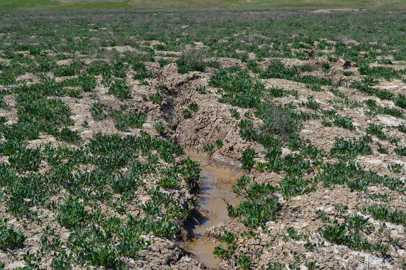 Изображение особи Lepidium cartilagineum.