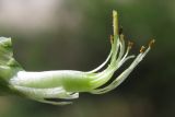 Lathyrus lacaitae. Внутренняя часть цветка - пестик, окружённый тычинками; лепестки удалены. Крым, Ай-Петринская яйла. 8 мая 2012 г.