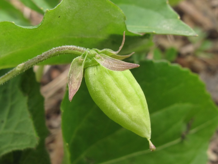 Image of Viola xanthopetala specimen.