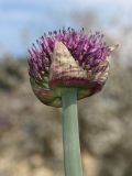 Allium stipitatum