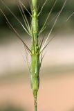 Aegilops triuncialis