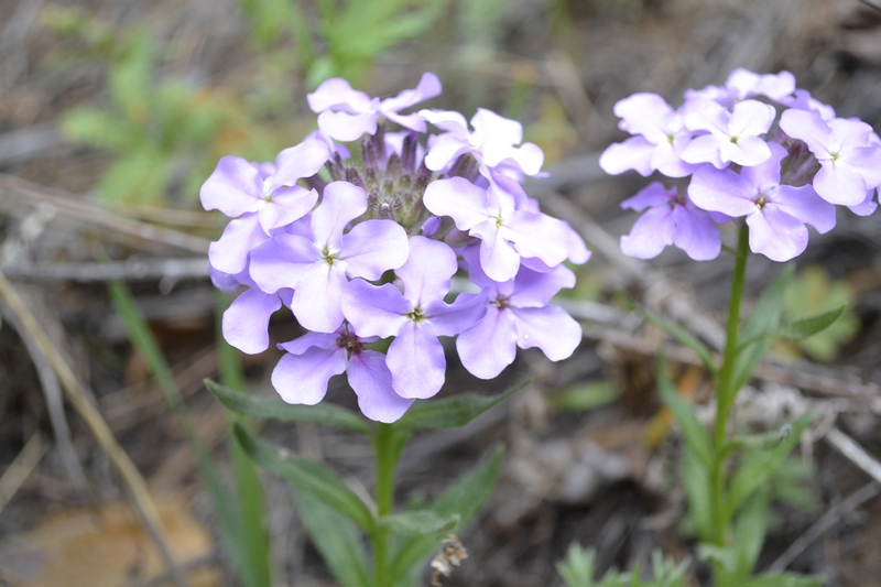 Image of Clausia aprica specimen.