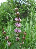 Phlomoides tuberosa. Верхушка цветущего растения. Крым, гора Северная Демерджи. 2 июня 2012 г.